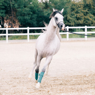Singureni_Manor_Dine-With-Us_Equestrian-Saturday-Lunch